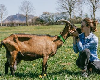 FROMAGE DE GOAT&nbsp;(GOAT) OLBY - FROMAGE DE GOAT